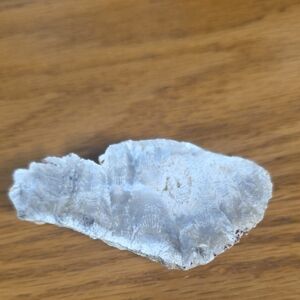 Fossilized Coral Slice